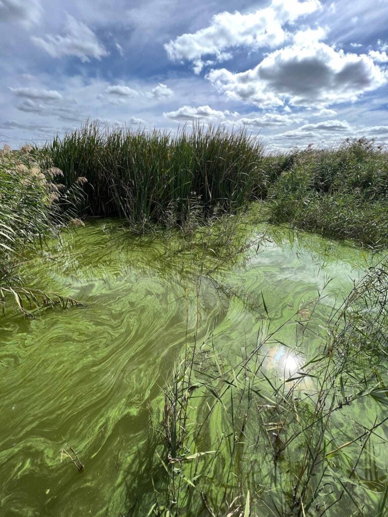 Aerial view of algae bloom on a eutrophic lake